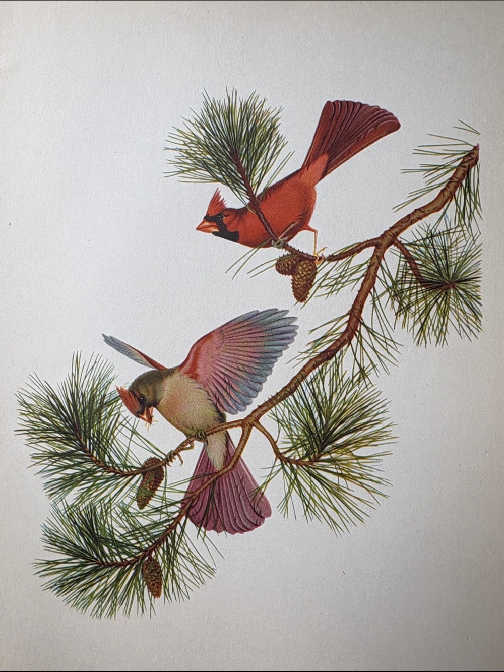 Vintage Bird Print of Cardinals on Pine Branch